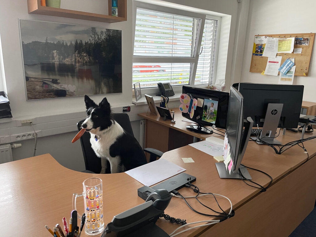 Psik v kancelárii
